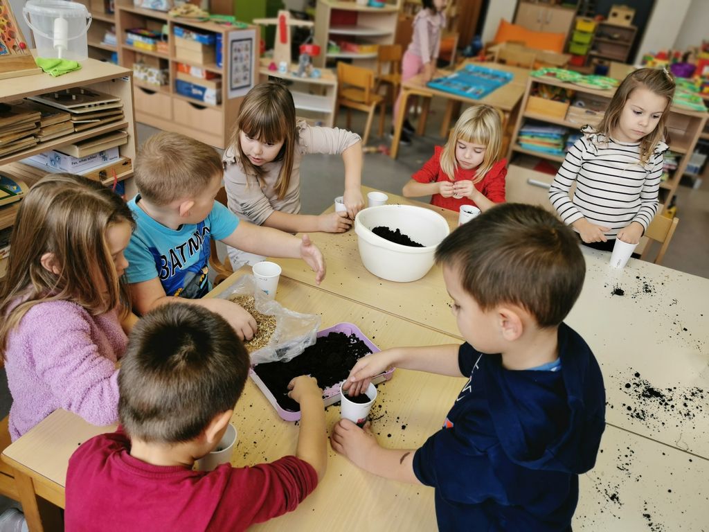 Sijanje božićne pšenice na svetu Luciju